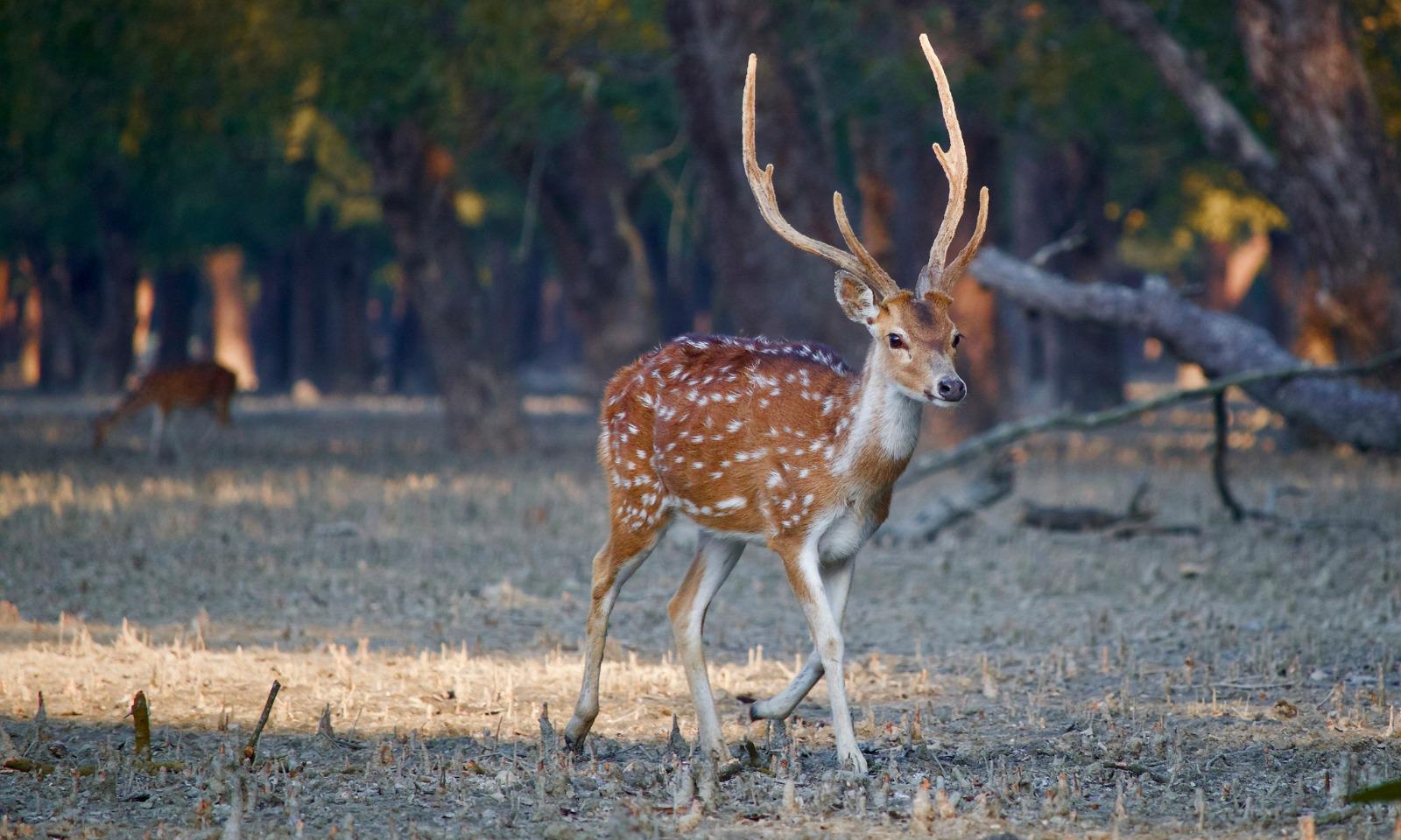 সুন্দরবন ভ্রমণ
