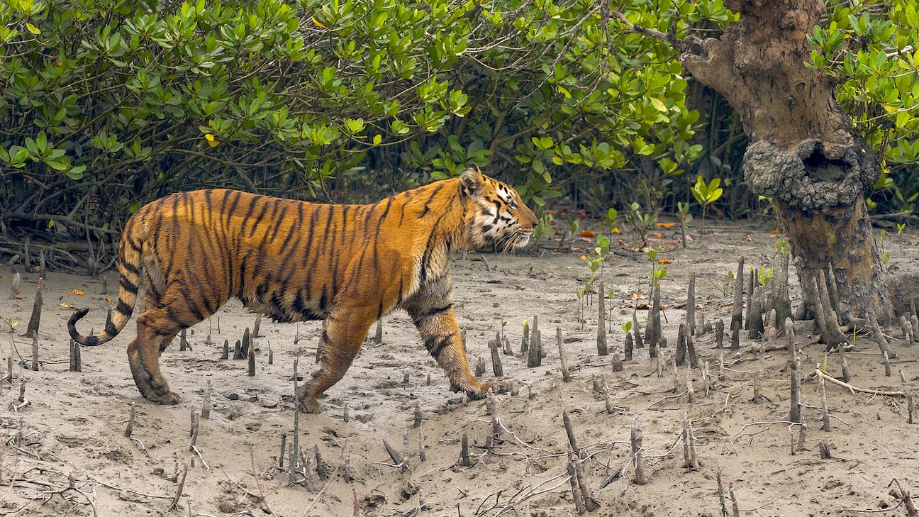 Sundarban tour